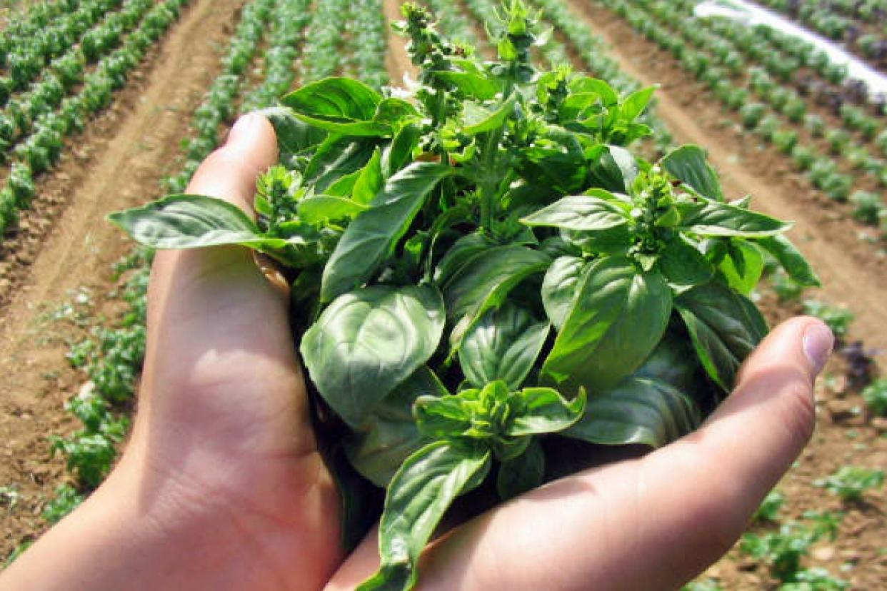 A very special basil oil is manufactured specifically for our “Tofu Basilico”.