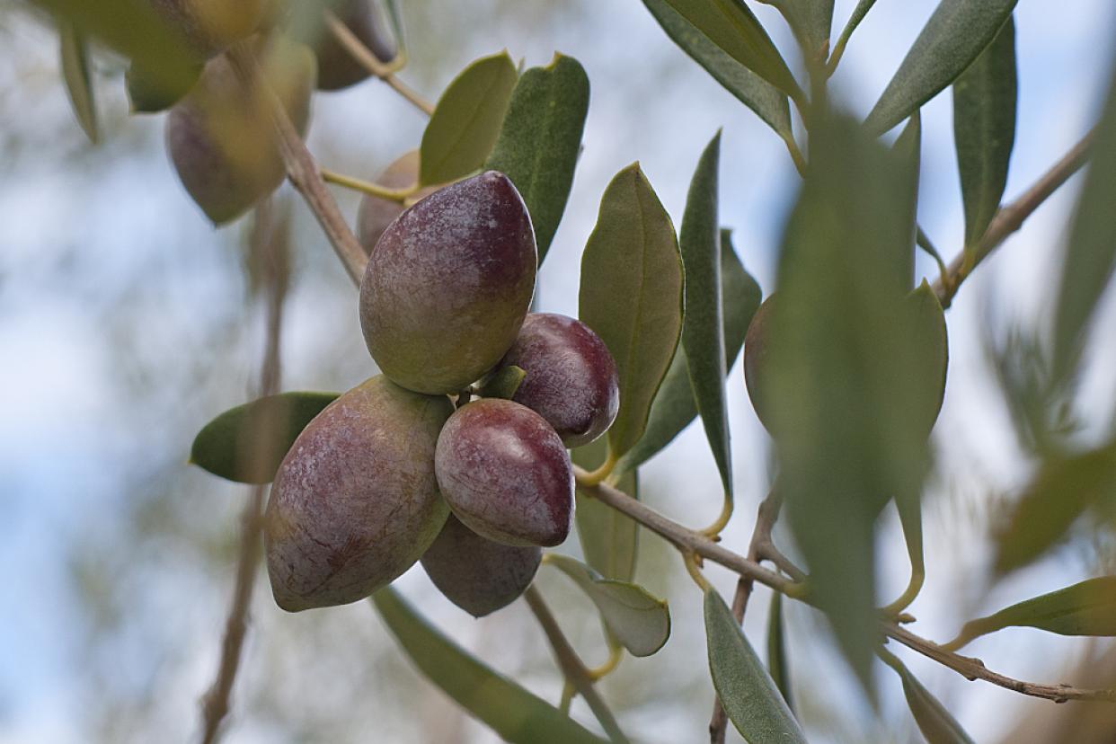 Oliven kurz vor der Ernte